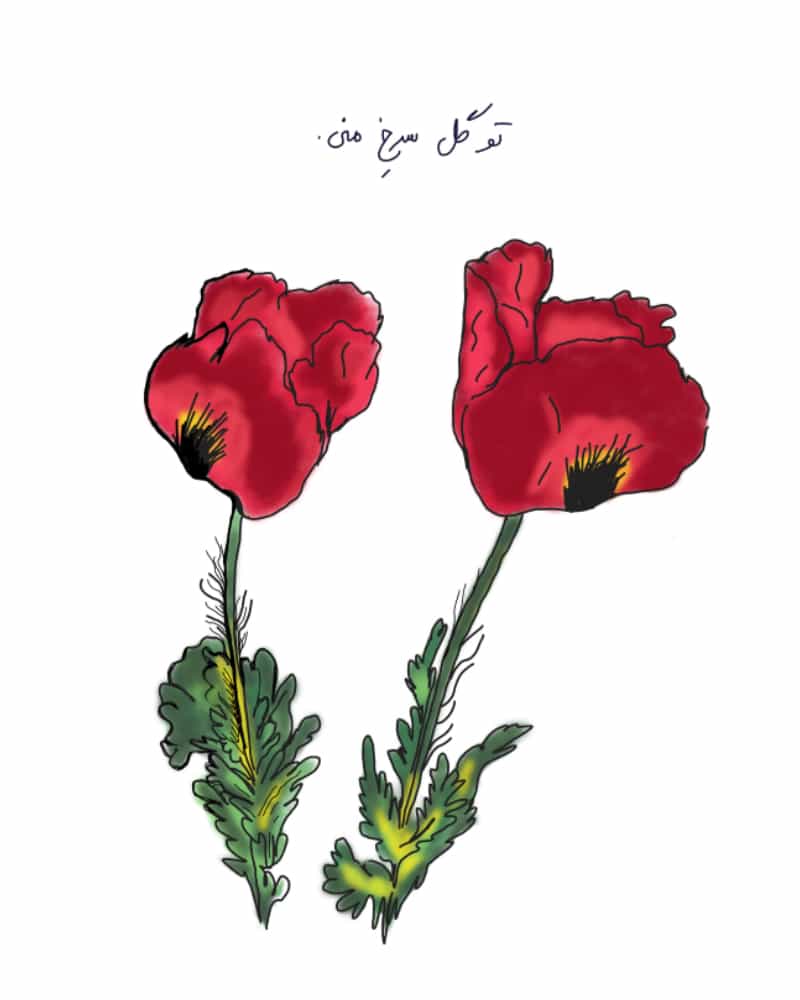 کارت پستال تو گل سرخ منی
